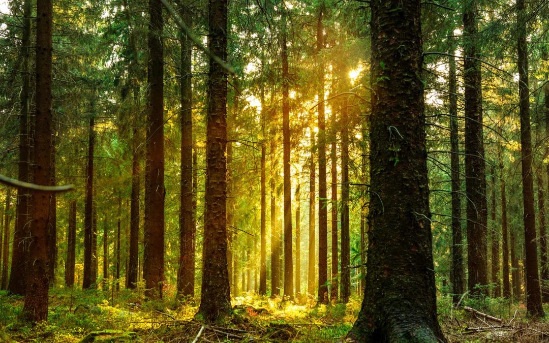 RTE international adopte une Politique environnementale et contribue à la création de puits de carbone grâce aux forêts