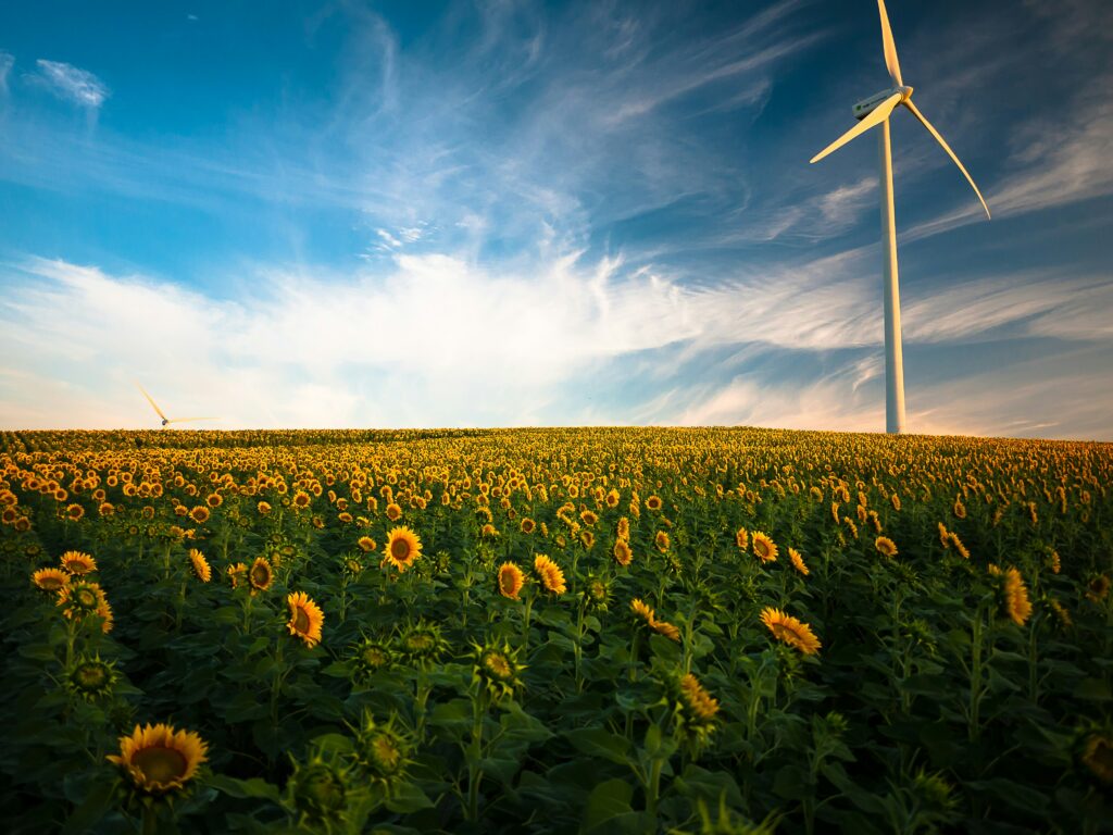 Une éolienne dans un champ de tournesol